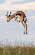 Safari in Kenia