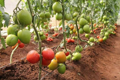 Small-scale Farmers
