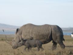 Nashorn mit Baby Nashorn mit Baby