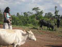 Cow for the village