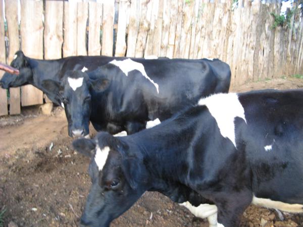 Cow for the village