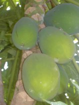 Papaya