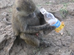 Affe Affe