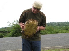 Schildkröte Schildkröte