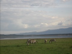 Zebras Zebras